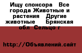 Ищу спонсора - Все города Животные и растения » Другие животные   . Брянская обл.,Сельцо г.